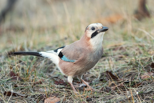 Eurasian jay, Garrulus glandarius, in habitat naturale.