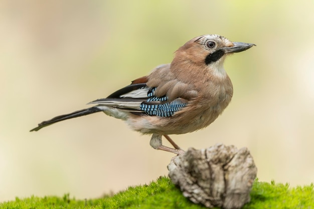 Eurasian Jay (Garrulus glandarius) su un ramo nella foresta