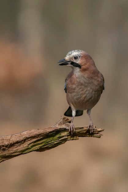 Eurasian Jay (Garrulus glandarius) su un ramo nella foresta