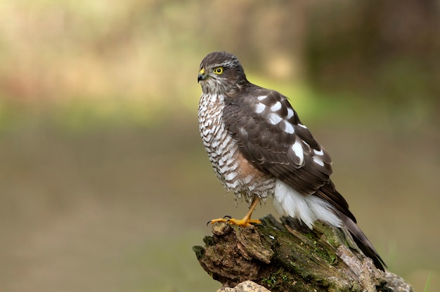 Eurasian sparviero femmina adulta al suo solito trespolo nelle luci del tardo pomeriggio