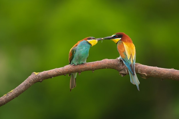 European BeeEater Merops Apiaster su un ramo uccello migratore esotico colorato