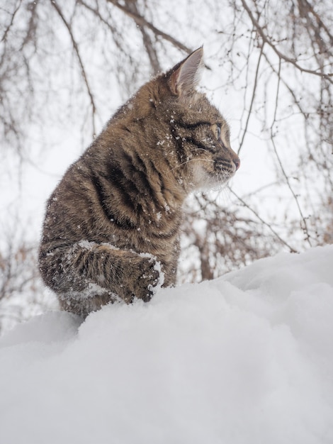 European Shorthair sta nella neve contro il muro di un albero.