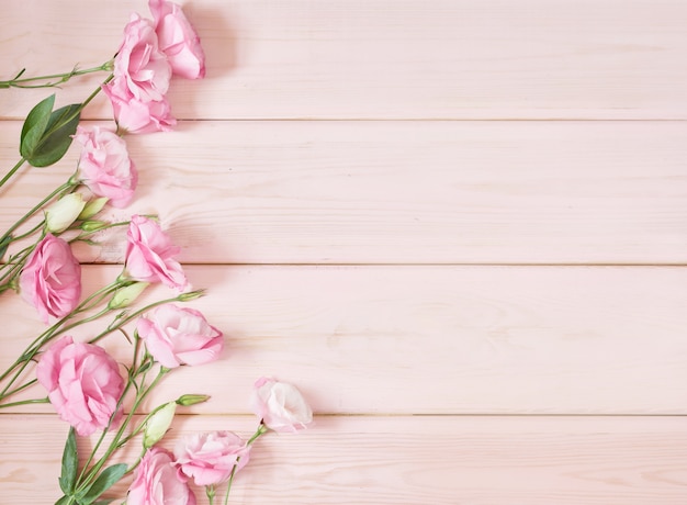 eustoma fiori sul rosa