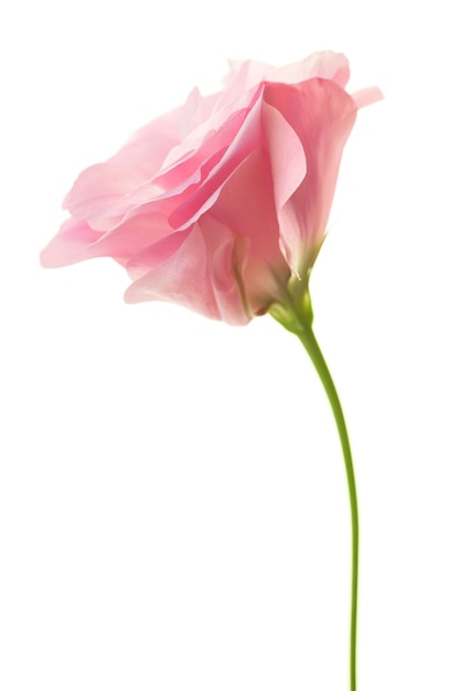 Eustoma minimalista rosa fresco isolato su bianco