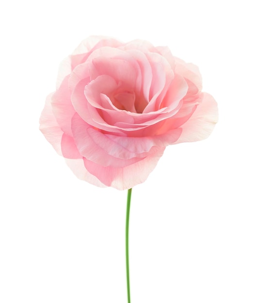 Eustoma rosa minimalista isolato su sfondo bianco