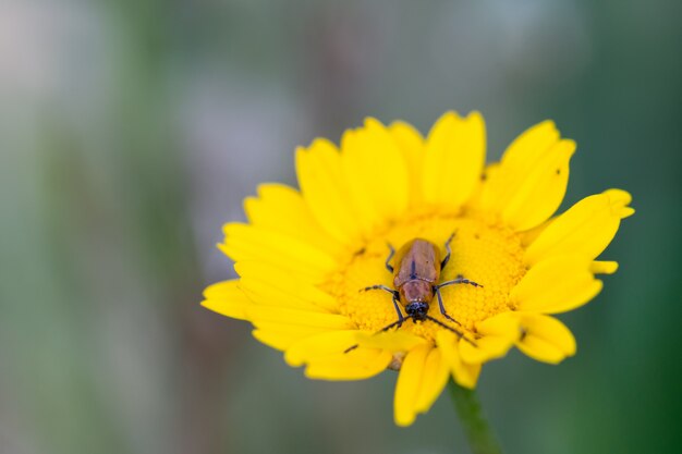 Exosoma lusitanicum, fiore giallo