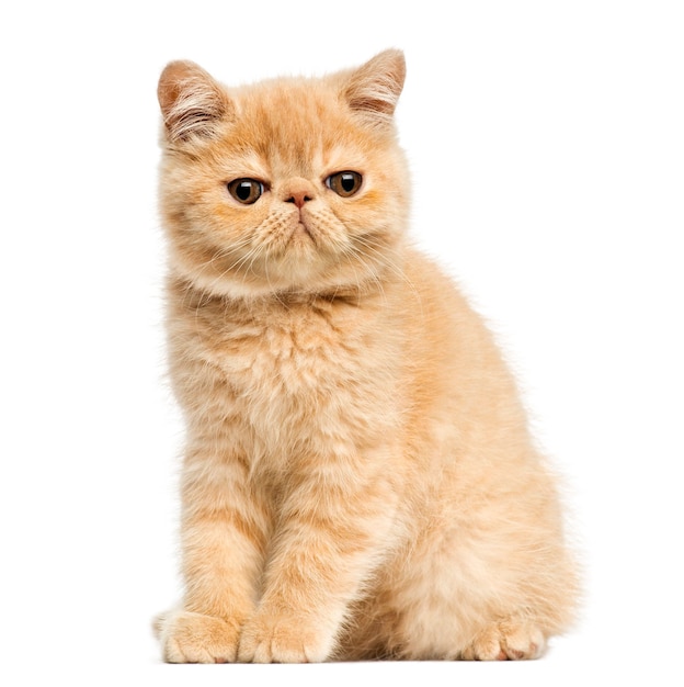 Exotic shorthair kitten seduta isolata su bianco