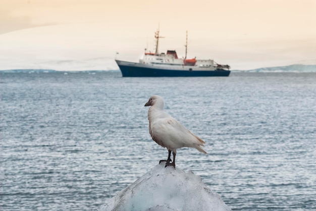 Expedition crociera in nave nel paesaggio antartico isola Paulet vicino alla penisola antartica