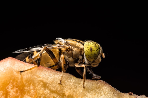 Extreme close-up di mosca di cavallo su frutta su sfondo nero