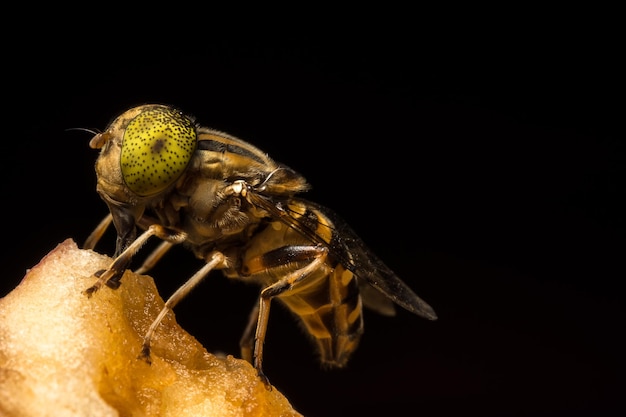 Extreme close-up di mosca di cavallo su frutta su sfondo nero