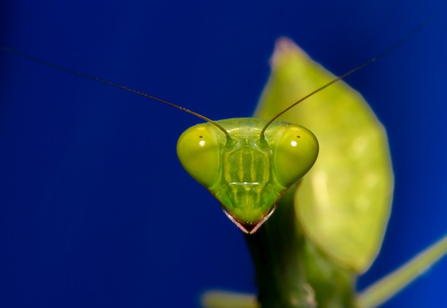 Extreme close up Praying Mantis o Mantis Religiosa