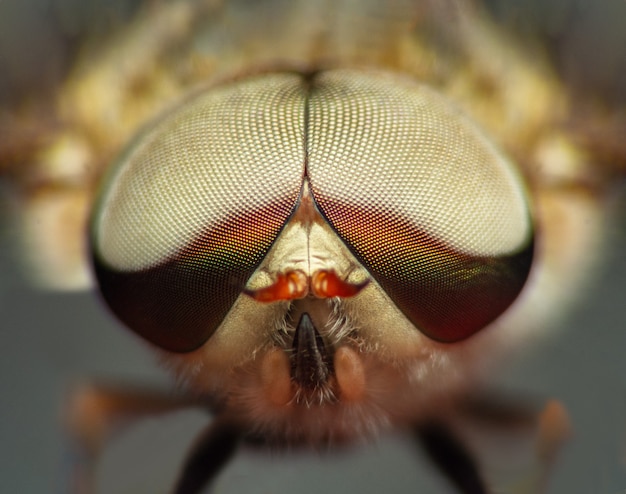 Extreme marco short Horsefly, Tabanidae.