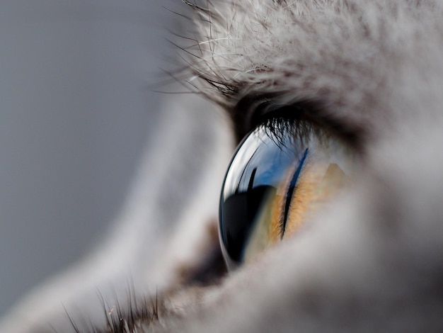 Extremo primo piano dell'occhio di gatto