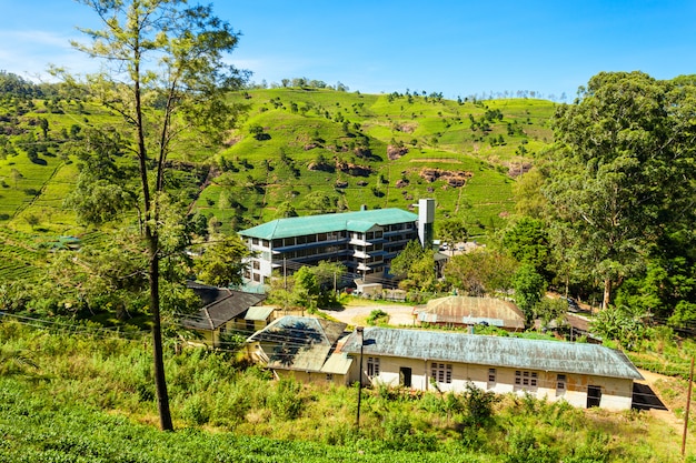 Fabbrica di tè, Sri Lanka