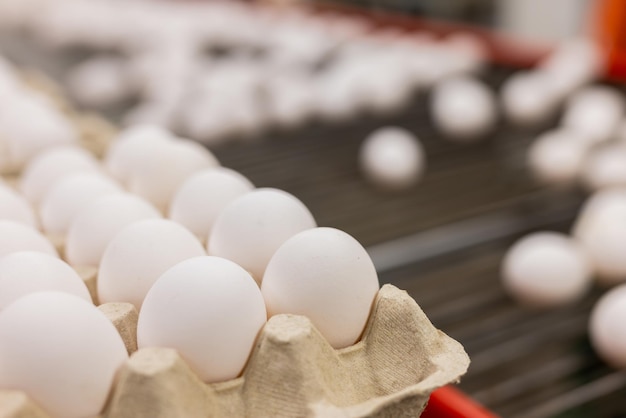 fabbrica di uova pianta agricoltura pollame allevamento di polli