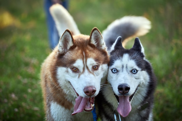 Facce buffe e pazze di cani husky su un prag Ritratto del primo piano