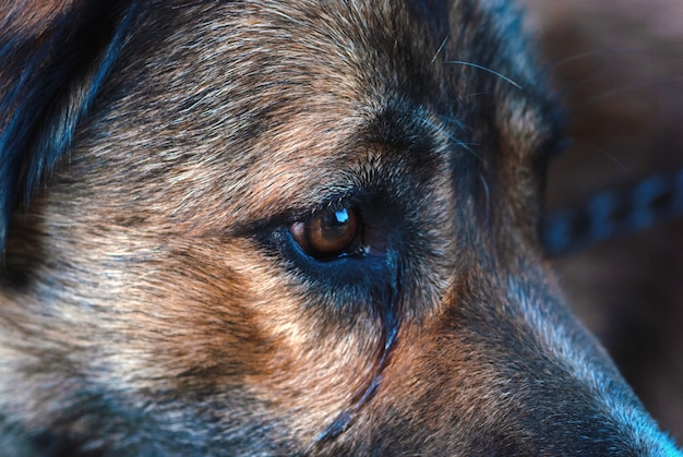 Faccia da cane piangente triste da vicino