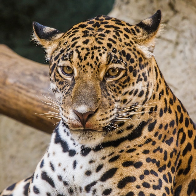 Faccia da leopardo da vicino