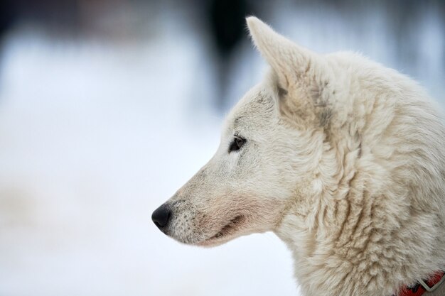 Faccia di cane da slitta husky, inverno. Ritratto all'aperto della museruola della razza del cane del husky siberiano