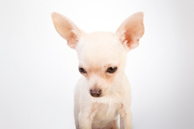 Faccia di cucciolo di cane bianco che guarda in basso