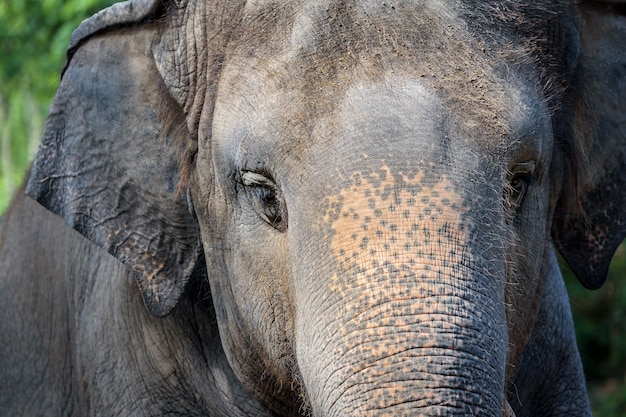 Faccia di elefante asiatico.