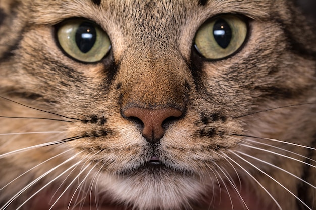 Faccia di gatto da vicino. Colpo a macroistruzione di un naso di gatto marrone.