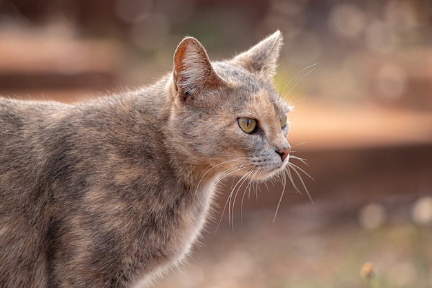 Faccia di gatto domestico in primo piano con messa a fuoco selettiva