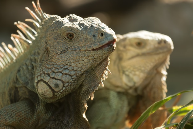 Faccia di iguana che si nutre allo stato brado.