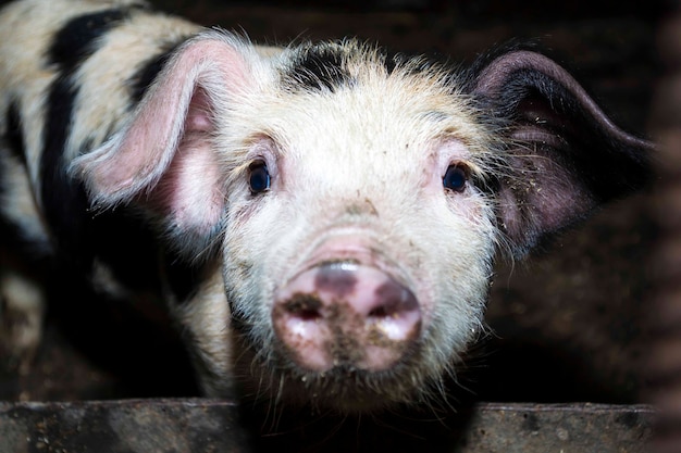 Faccia di porcellino in gabbia di ferro in agricoltura la vita degli animali suini da fattoria è cibo del mondo umano