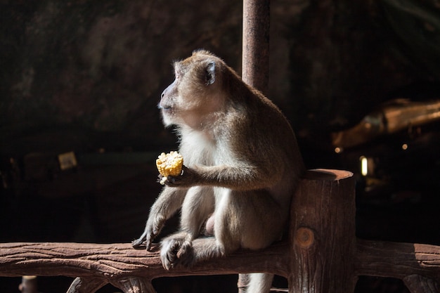 Faccia di profilo di scimmia grigia adulta seduta e mangia mais in grotta