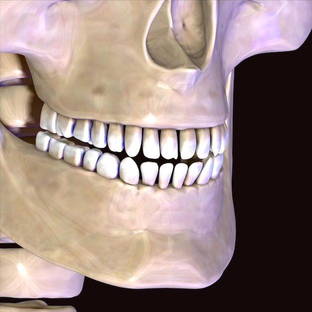 faccia di scheletro del corpo umano illustrazione 3D