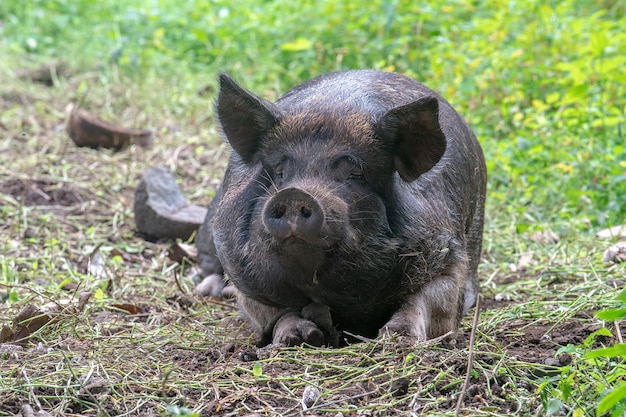 Faccia divertente Grande ritratto di cinghiale nero mentre ti guarda