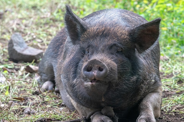 Faccia divertente Grande ritratto di cinghiale nero mentre ti guarda