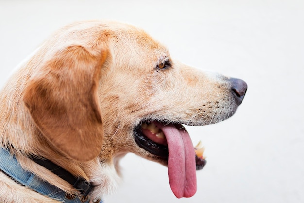 Faccia il Labrador