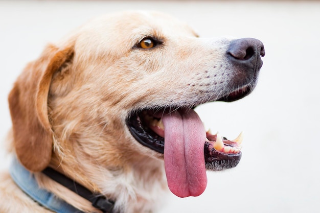 Faccia il Labrador