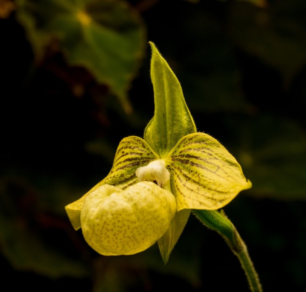 faccia scontrosa del fiore dell'orchidea gialla