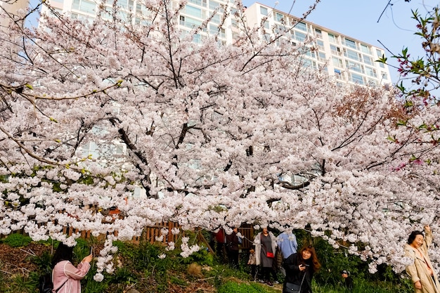 Facciata della via di Haeundae a Busan, Corea.