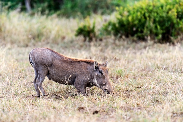 Facocero africano nel loro habitat naturale. Kenya. Africa.