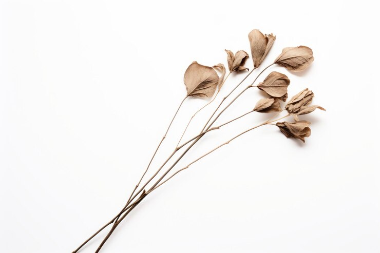 Foto fading elegance uno studio di un fiore secco marrone su uno sfondo bianco sereno ar 32