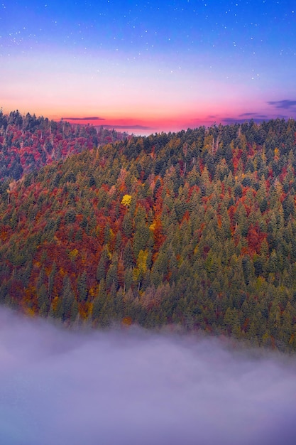 Faggeta autunnale Alberi di grandi dimensioni foglie gialle sugli alberi e sul terreno