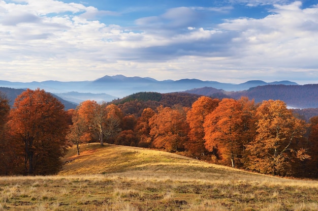 Faggeta con foglie d'arancio. Paesaggio autunnale in una giornata di sole in montagna. Carpazi, Ucraina, Europa