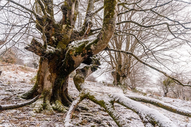 Faggeta piena di neve nella foresta del monte Aizkorri a Gipuzkoa