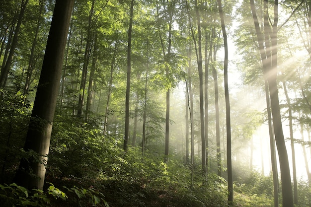 Faggi nella foresta primaverile dopo la pioggia all'alba