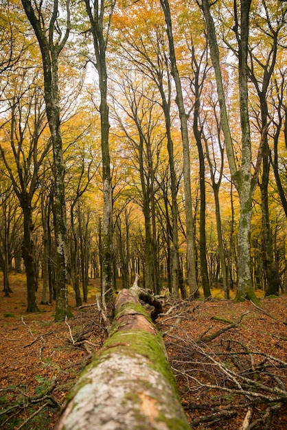 Faggio caduto in autunno