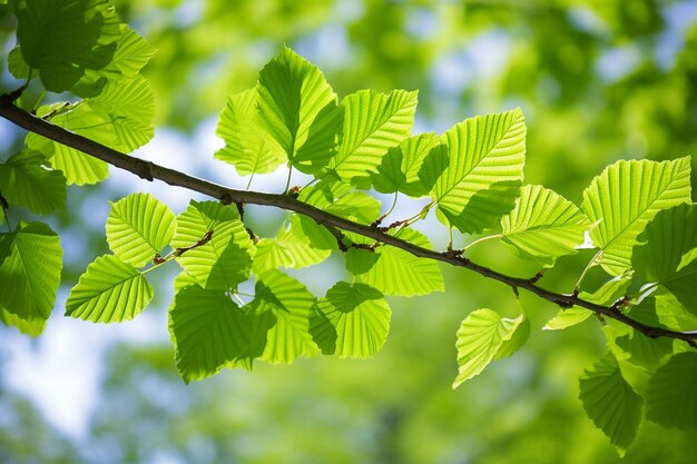 Faggio Fresco verde foglie di faggio nella magia primaverile bellissimo autunno botanica immagine tranquilla