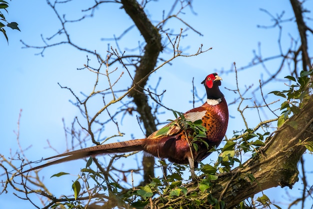 Fagiano comune (phasianus colchicus) che riposa in una quercia in inverno