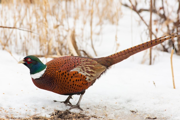 Fagiano comune Phasianus colchicus In una gelida mattina d'inverno un uccello si erge nella neve