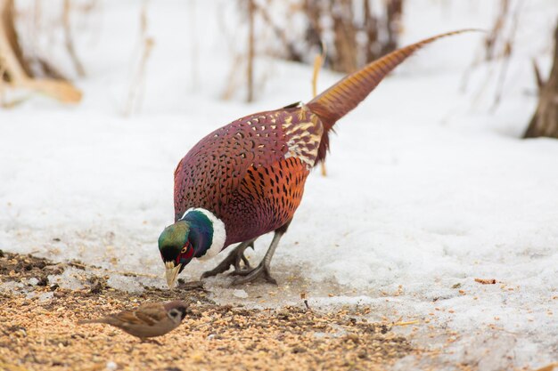 Fagiano comune Phasianus colchicus In una mattina d'inverno un uccello mangia semi di piante