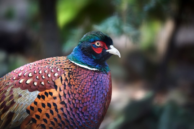 Fagiano comune (Phasianus colchicus) maschio - gallo