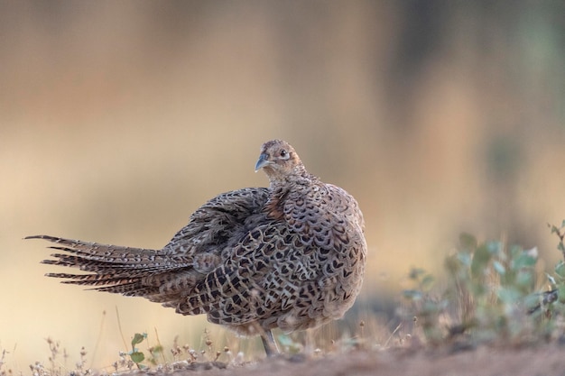 Fagiano comune (Phasianus colchicus) Toledo, Spagna